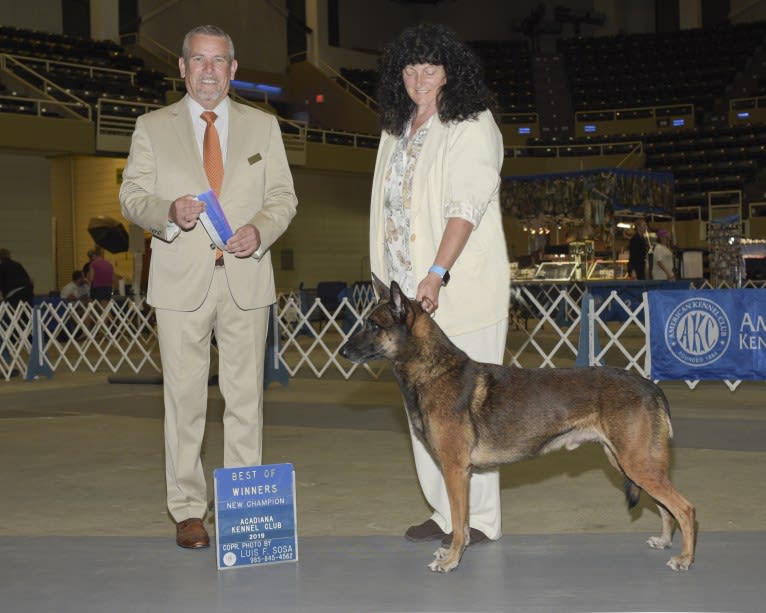 Magnum, a Belgian Shepherd tested with EmbarkVet.com