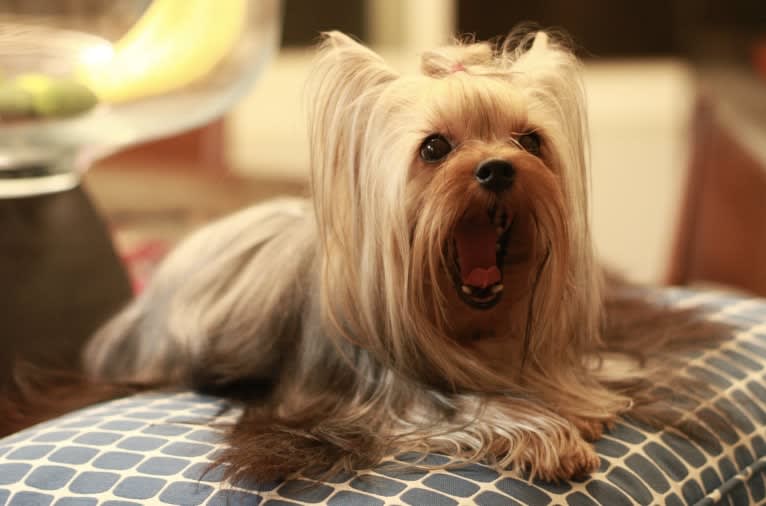 Max, a Yorkshire Terrier tested with EmbarkVet.com