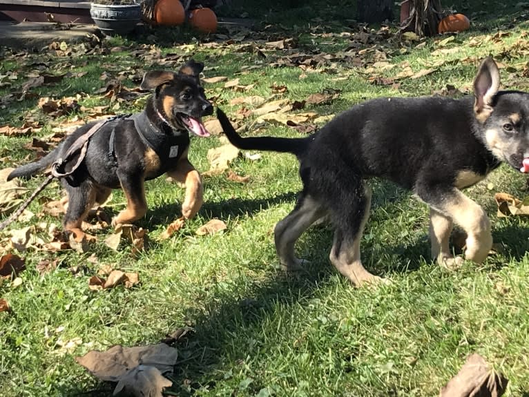 Brinks, a German Shepherd Dog and American Pit Bull Terrier mix tested with EmbarkVet.com