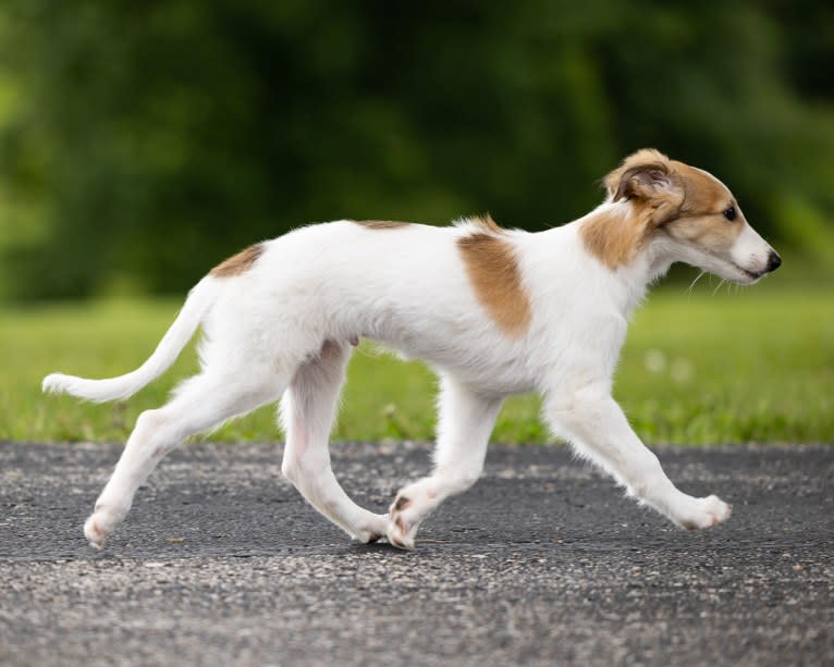 Charming, a Silken Windhound tested with EmbarkVet.com