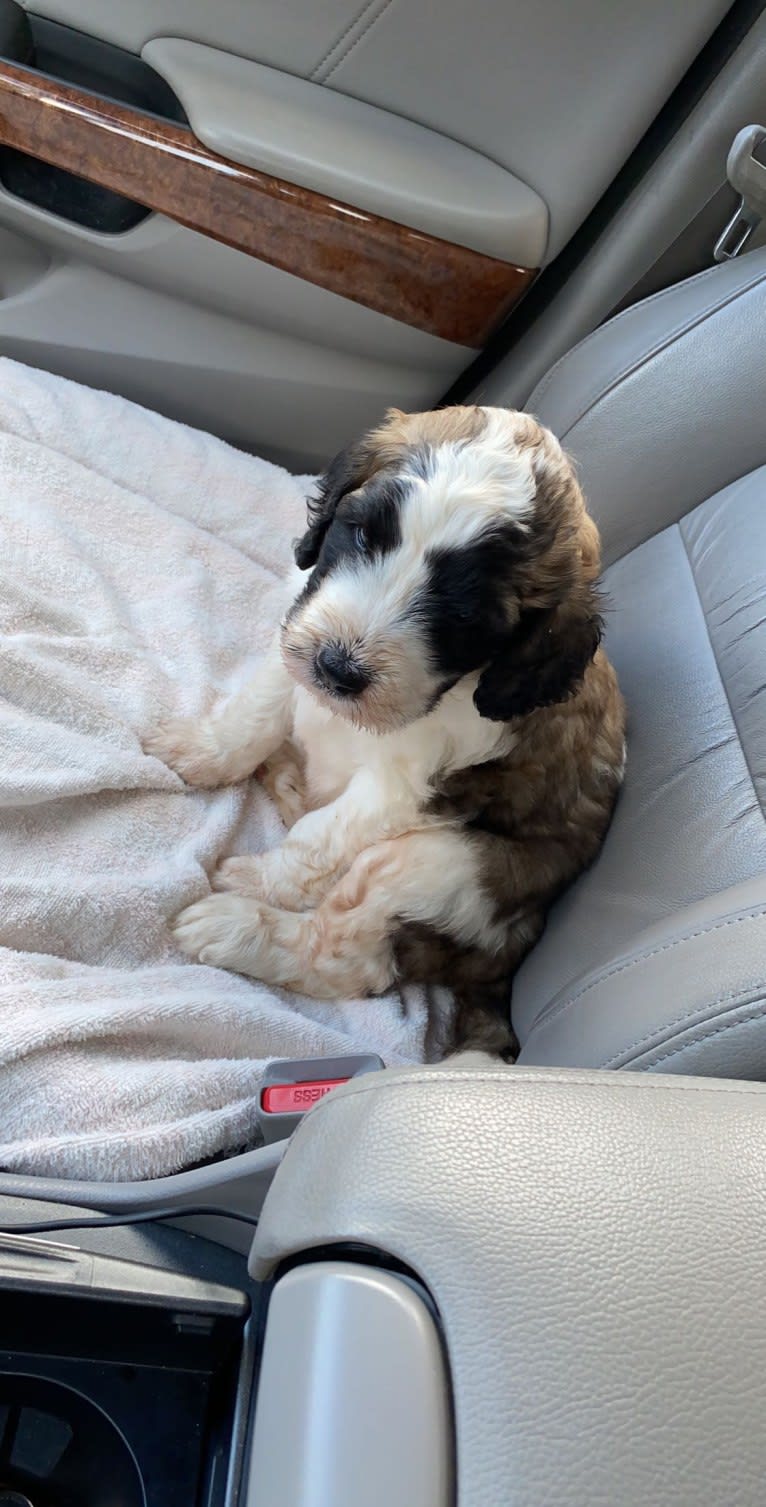 Moose, a St. Berdoodle tested with EmbarkVet.com