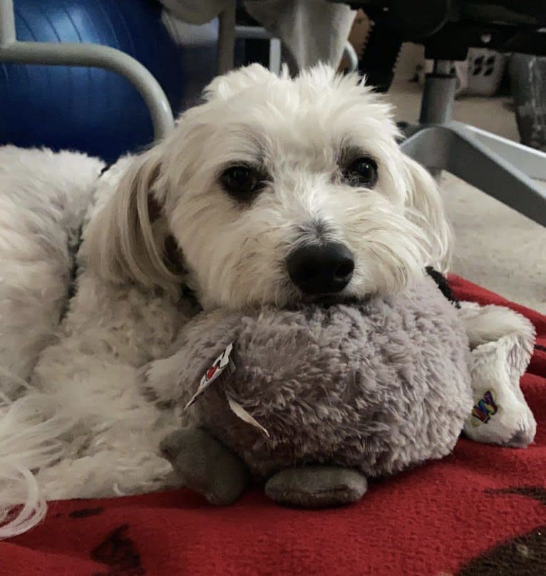 Jack, a Chinese Crested tested with EmbarkVet.com