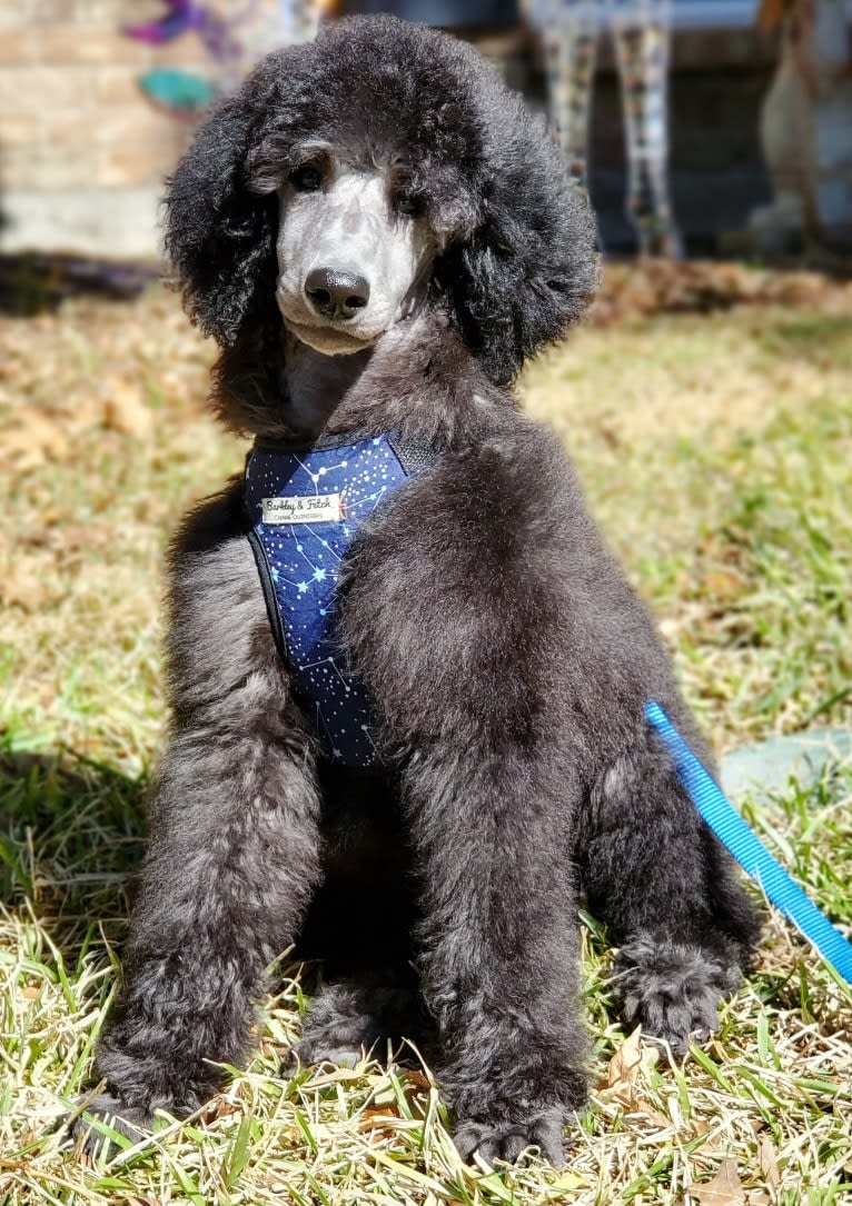 Arwen, a Poodle (Standard) tested with EmbarkVet.com