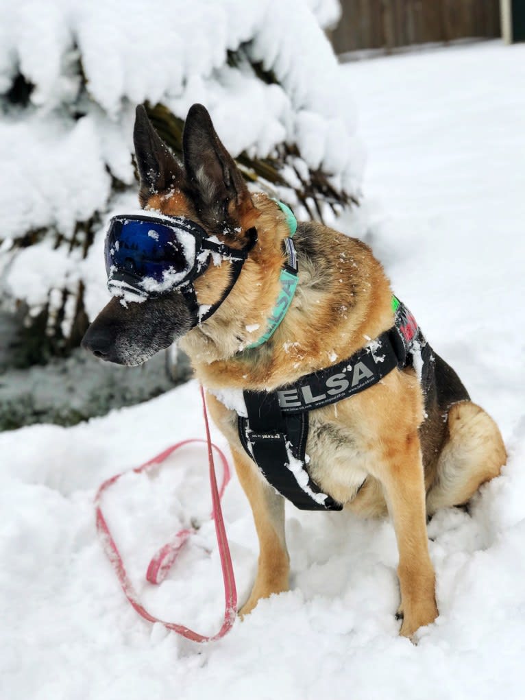Elsa, a German Shepherd Dog tested with EmbarkVet.com