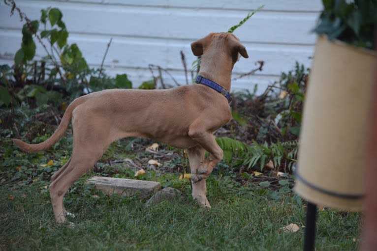 Lila, an American Pit Bull Terrier and Labrador Retriever mix tested with EmbarkVet.com