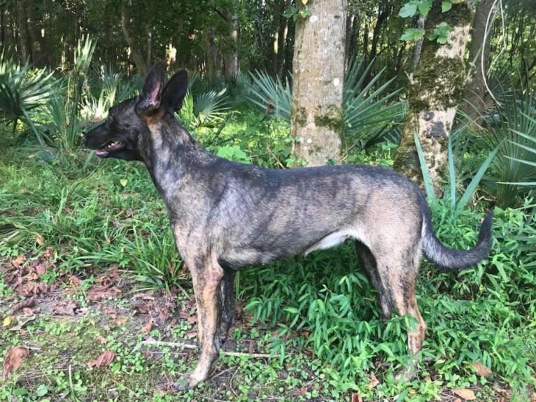 Lana, a Dutch Shepherd tested with EmbarkVet.com