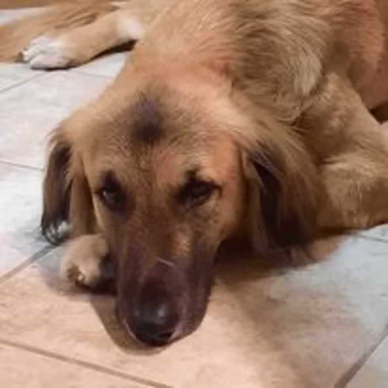 Lloyd Gardner, an Arabian Village Dog tested with EmbarkVet.com