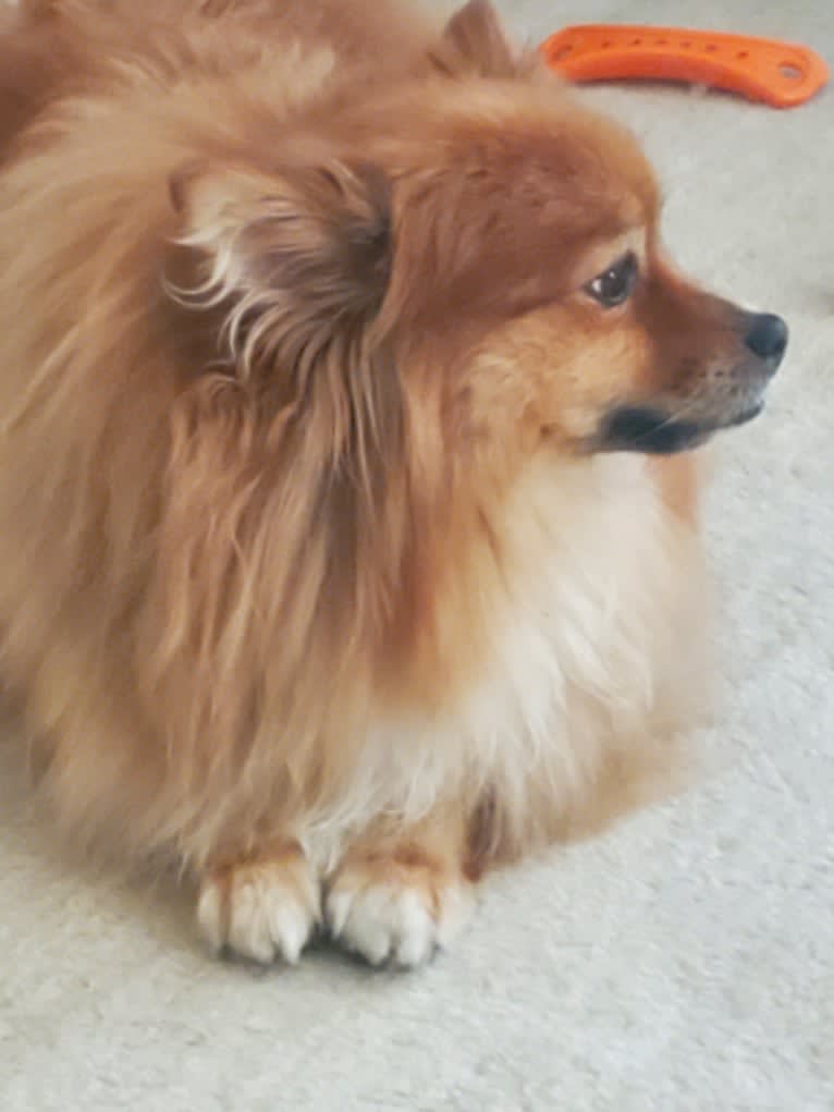 Bear, a Pomeranian tested with EmbarkVet.com