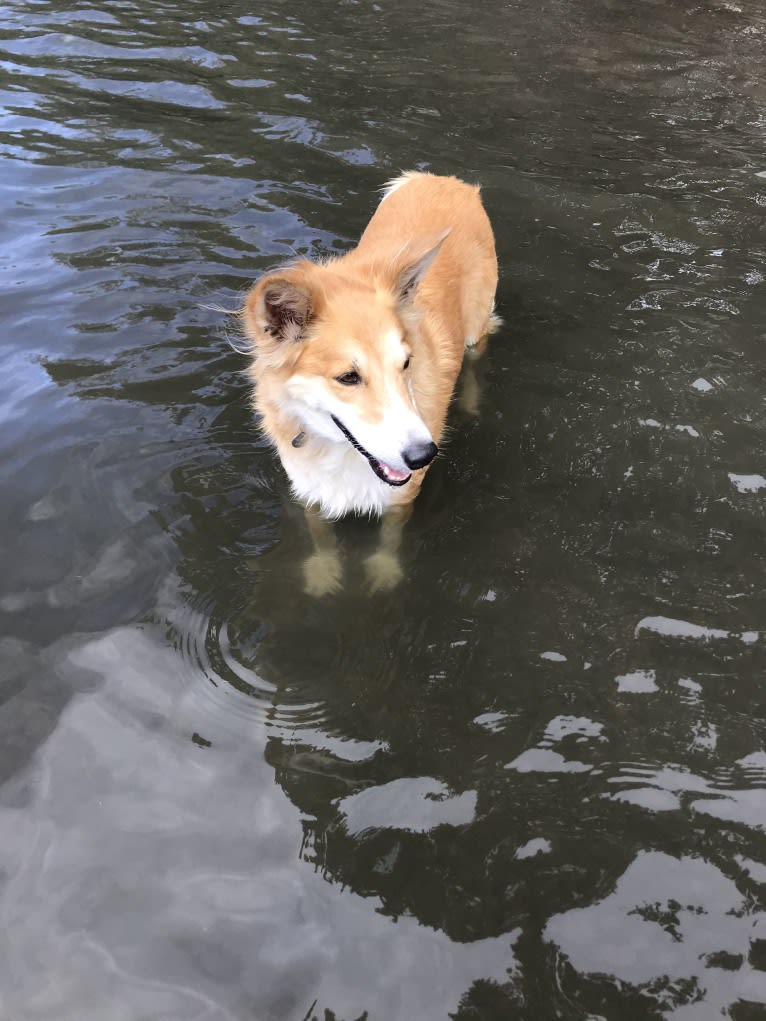 Aggie, a Southeast Asian Island Village Dog tested with EmbarkVet.com