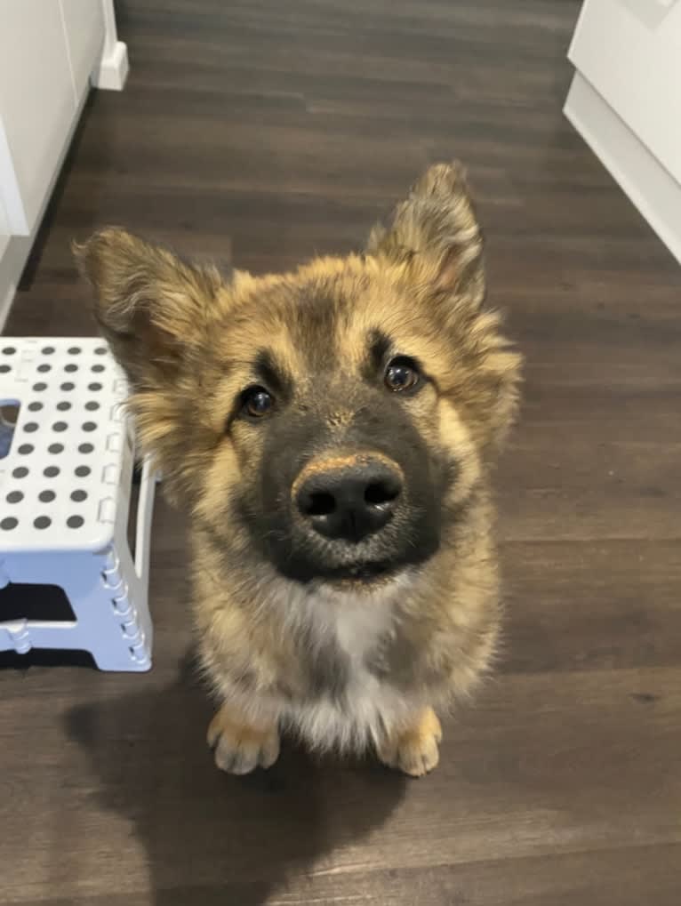 Tinos, a German Shepherd Dog and Alaskan Malamute mix tested with EmbarkVet.com