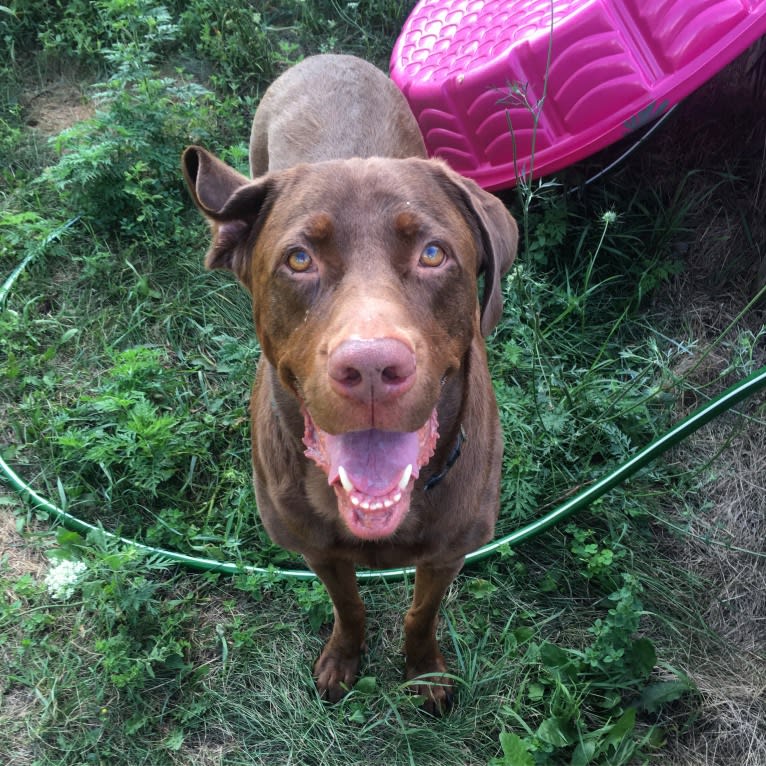 Bruce, a Labrador Retriever (12.5% unresolved) tested with EmbarkVet.com