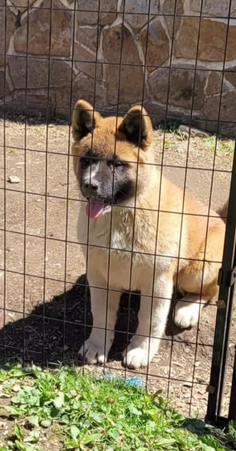 Geena, an Akita tested with EmbarkVet.com