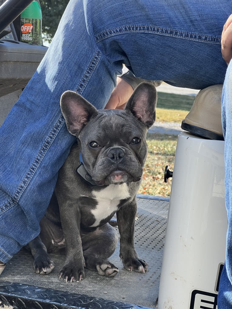 Stitch, a French Bulldog and Boston Terrier mix tested with EmbarkVet.com