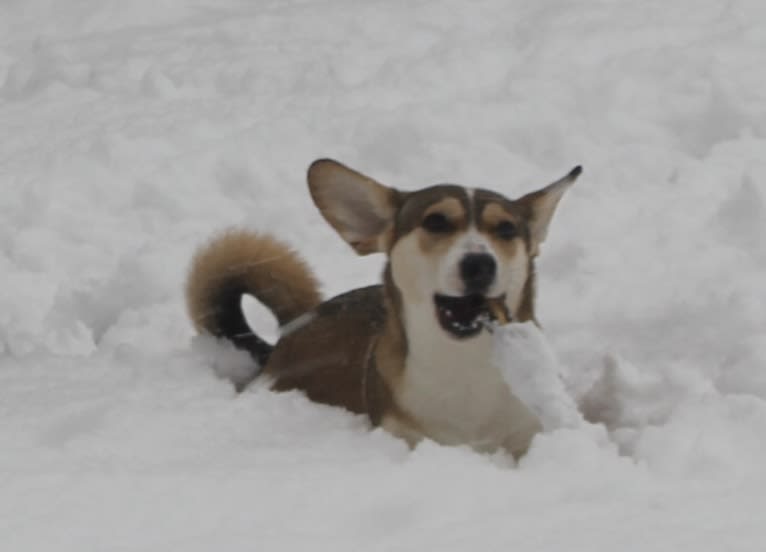 Bella, an Eastern European Village Dog tested with EmbarkVet.com