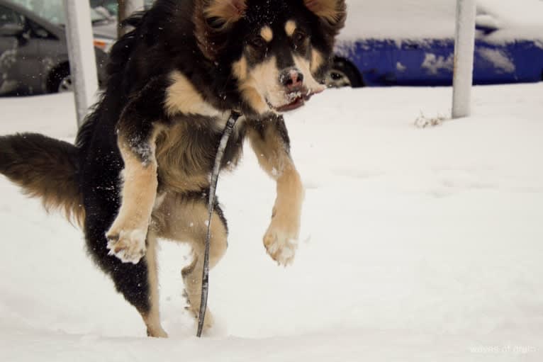 Hodor, a Tibetan Mastiff and German Shepherd Dog mix tested with EmbarkVet.com