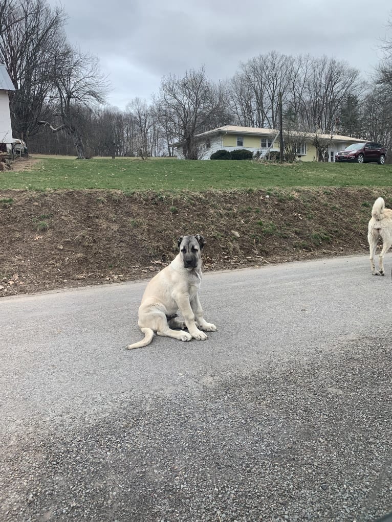 Wolf House Kimba, an Anatolian Shepherd Dog tested with EmbarkVet.com