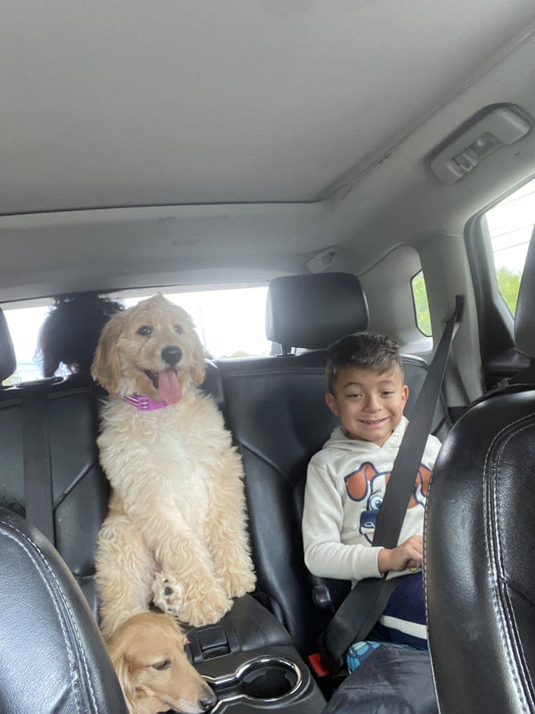 Blossom, a Poodle (Standard) and Golden Retriever mix tested with EmbarkVet.com