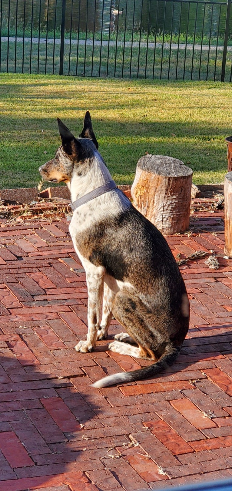 Benny, a Border Collie and Australian Cattle Dog mix tested with EmbarkVet.com