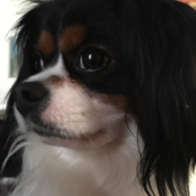 ROBBIE, a Cavalier King Charles Spaniel and Pomeranian mix tested with EmbarkVet.com