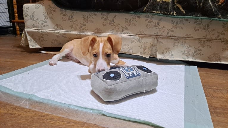 Stella, a Rat Terrier and Mountain Cur mix tested with EmbarkVet.com