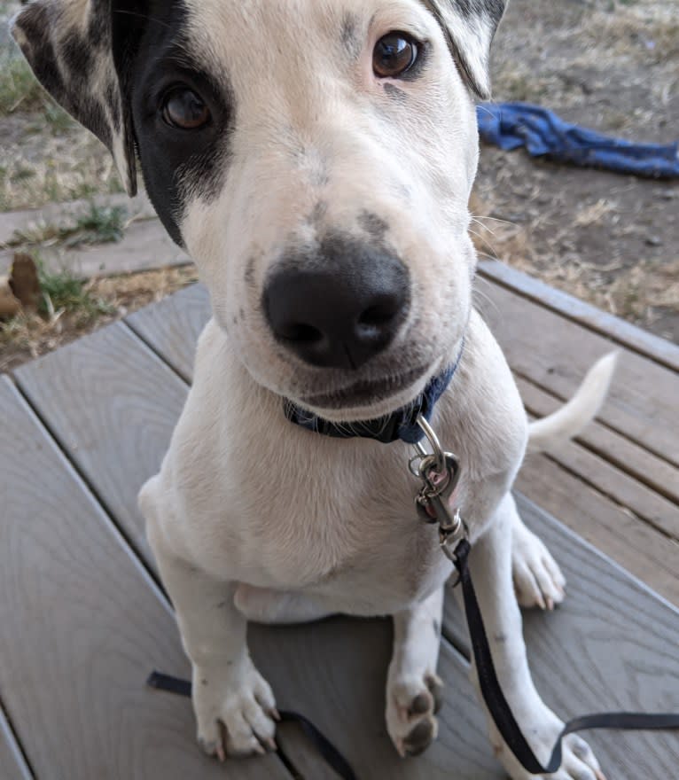 Arlo, an Australian Cattle Dog and Russell-type Terrier mix tested with EmbarkVet.com