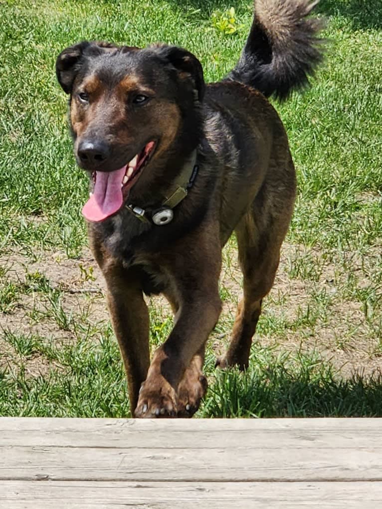 Demon, a Labrador Retriever and Siberian Husky mix tested with EmbarkVet.com