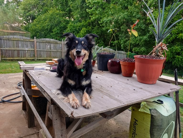 Maple, an English Shepherd tested with EmbarkVet.com