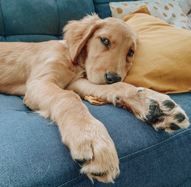 Emmie, a Golden Retriever tested with EmbarkVet.com