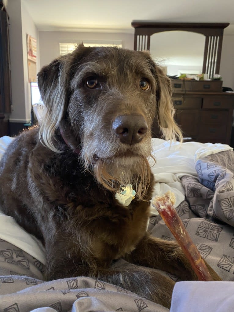 Sydney, a Labradoodle tested with EmbarkVet.com