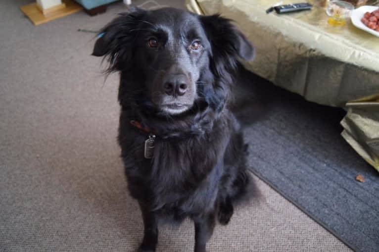 Ranger, a Labrador Retriever and Golden Retriever mix tested with EmbarkVet.com