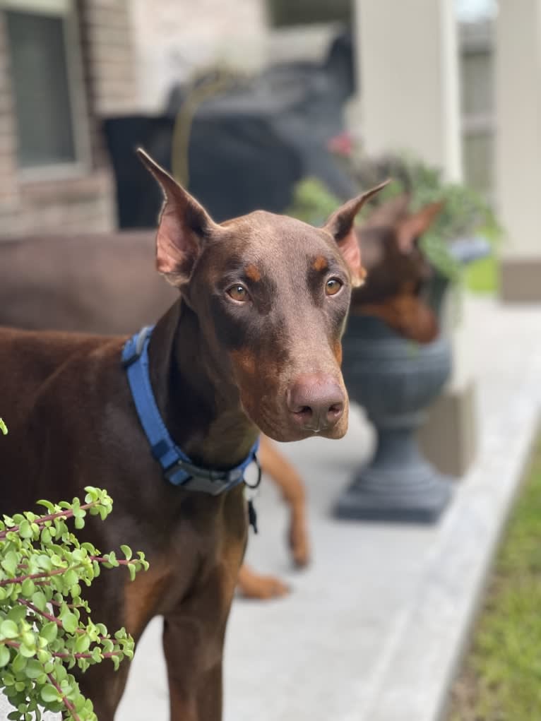 Axel Valor Rasberry, a Doberman Pinscher tested with EmbarkVet.com