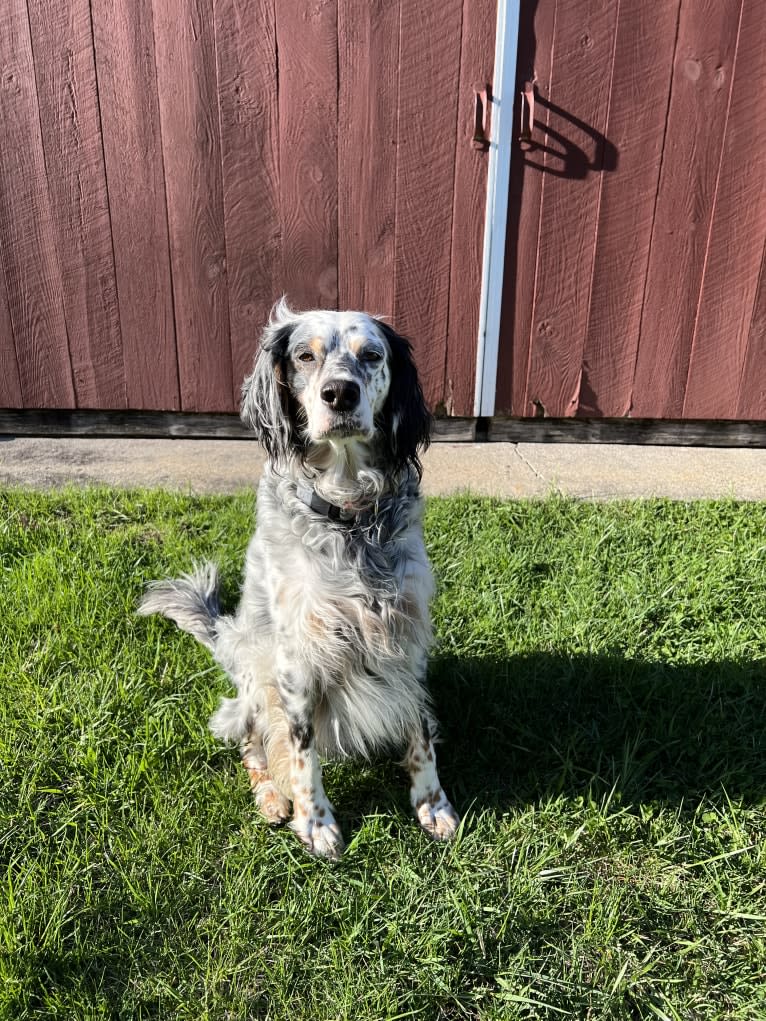 Harper, an English Setter tested with EmbarkVet.com