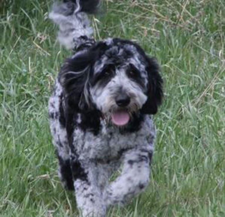 Oakely, a Labradoodle tested with EmbarkVet.com