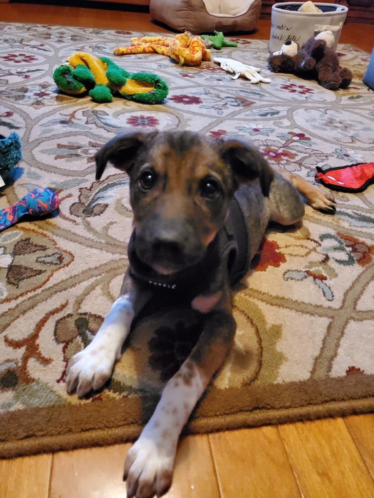 Chante, an American Village Dog tested with EmbarkVet.com