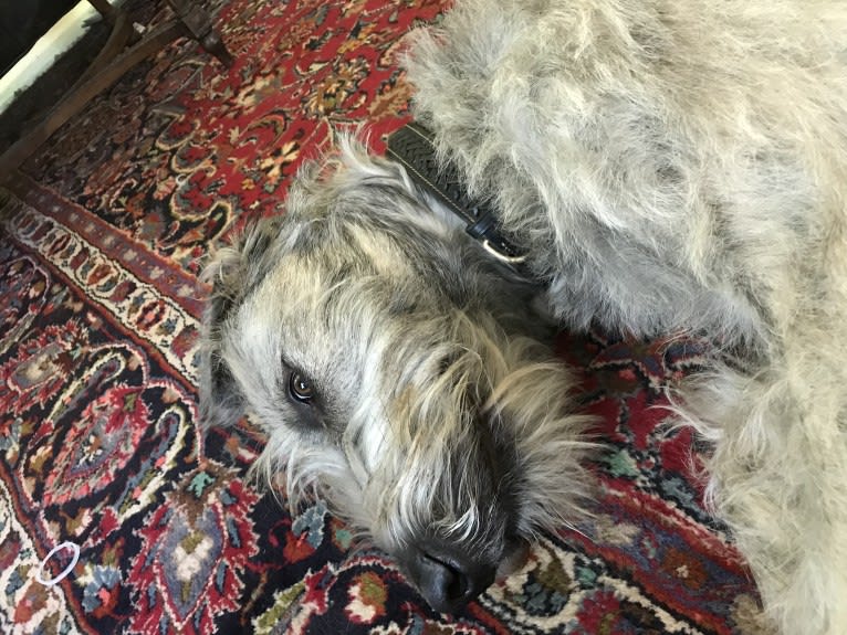 Winter, an Irish Wolfhound tested with EmbarkVet.com