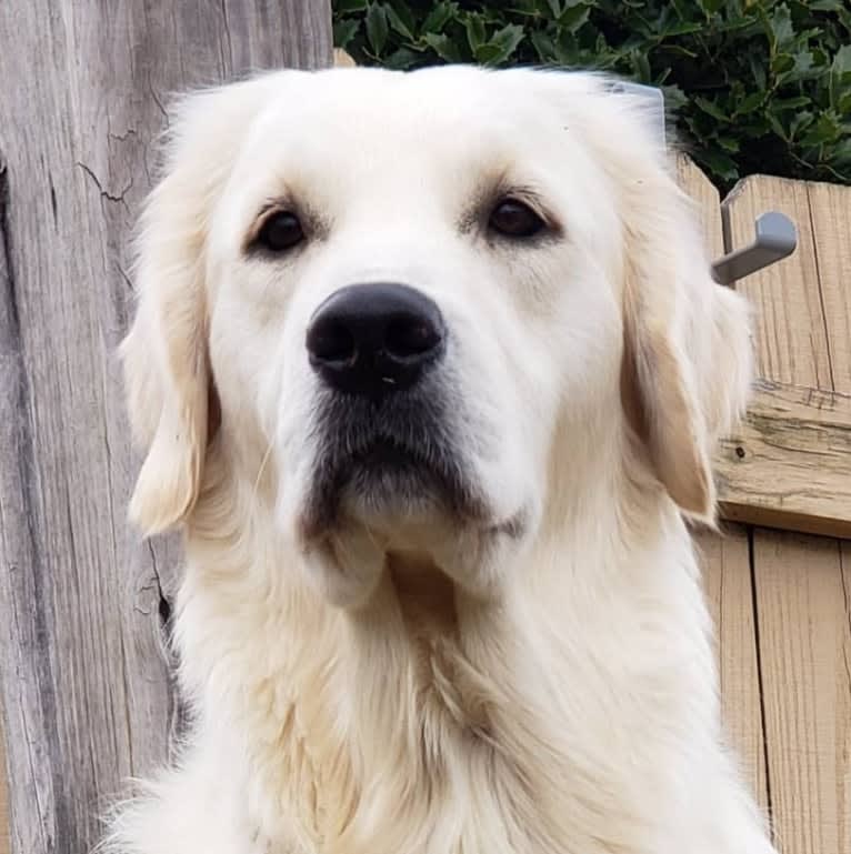 Zahavah, a Golden Retriever tested with EmbarkVet.com