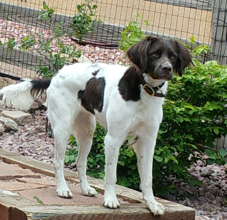 Daisy, a Drentsche Patrijshond tested with EmbarkVet.com