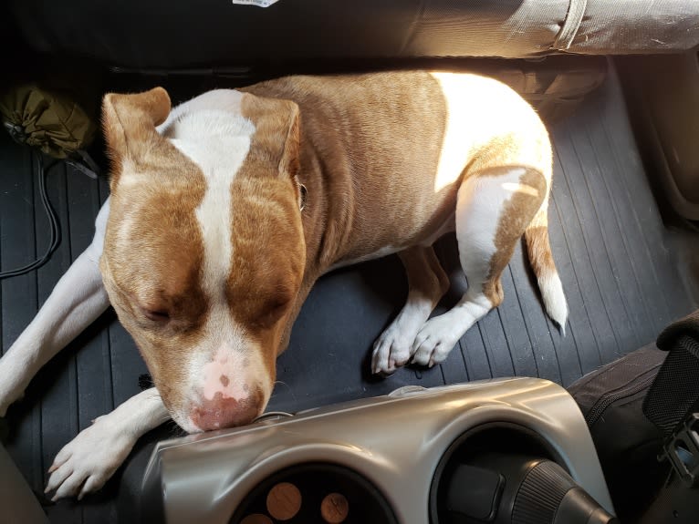 GUNNER, an American Bully tested with EmbarkVet.com