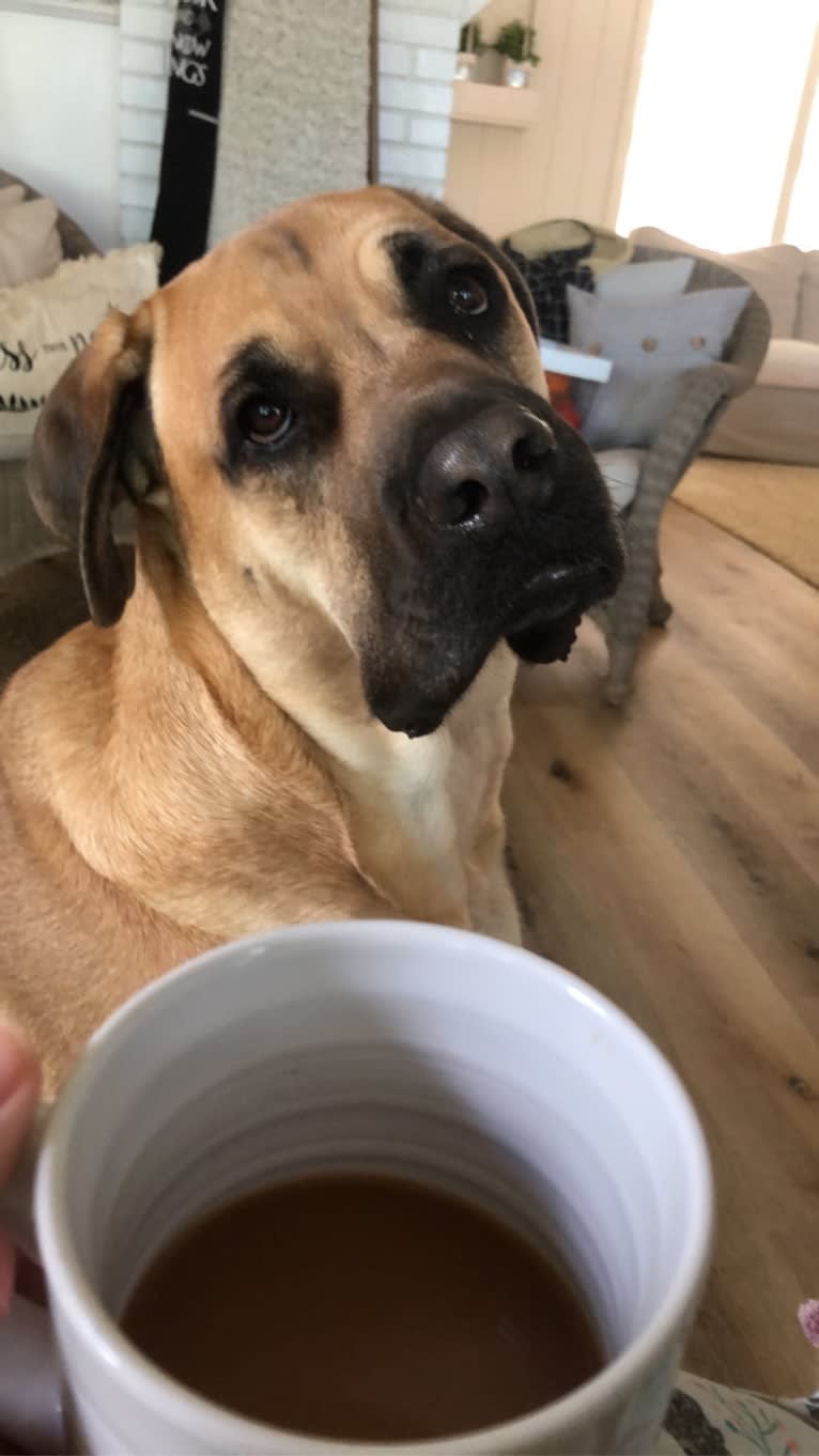 Baloo, a Cane Corso and Labrador Retriever mix tested with EmbarkVet.com