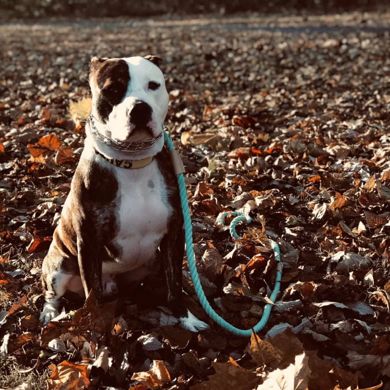 Fenster, an American Pit Bull Terrier and American Staffordshire Terrier mix tested with EmbarkVet.com