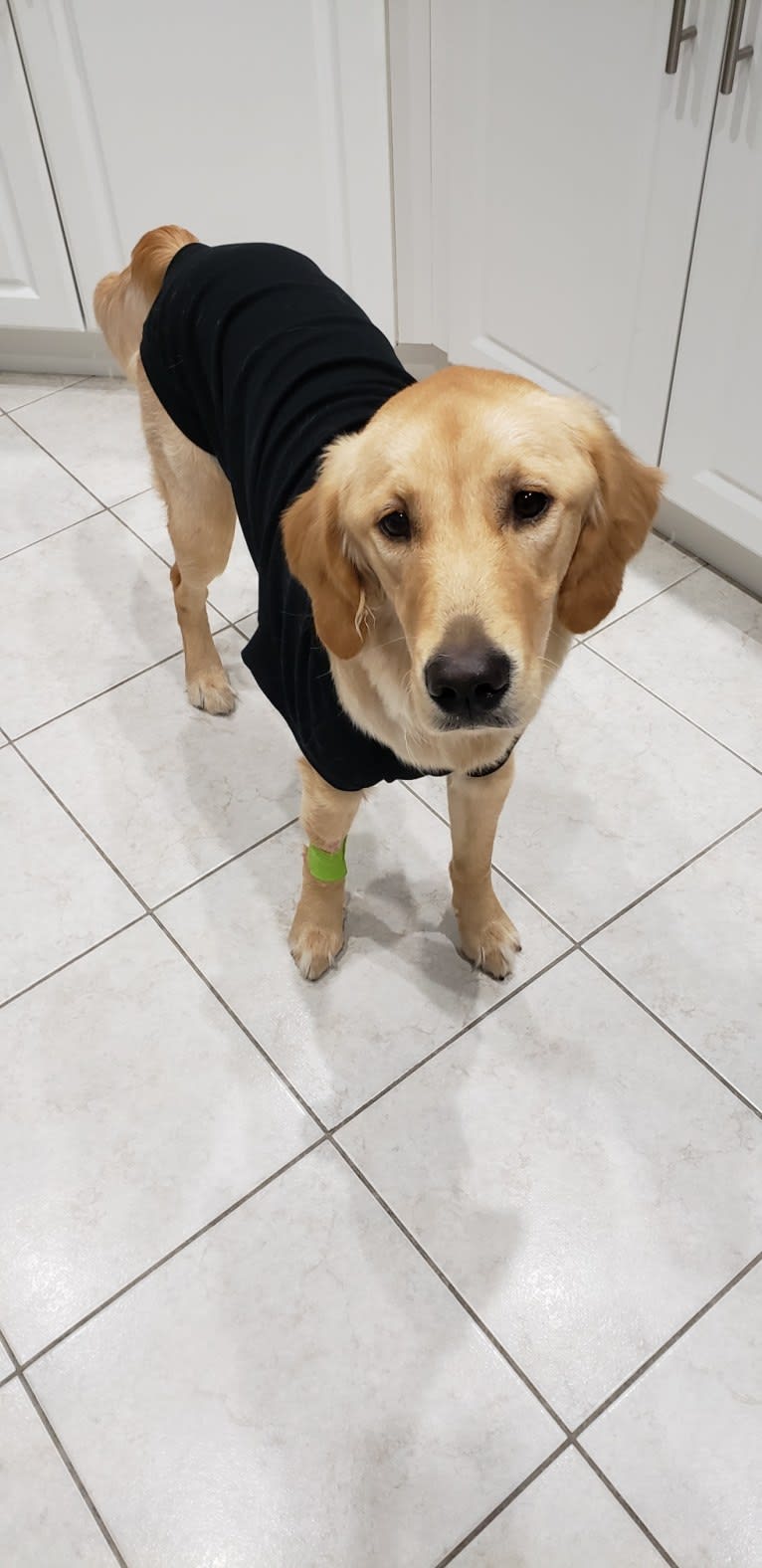 Fauna, a Golden Retriever (7.8% unresolved) tested with EmbarkVet.com