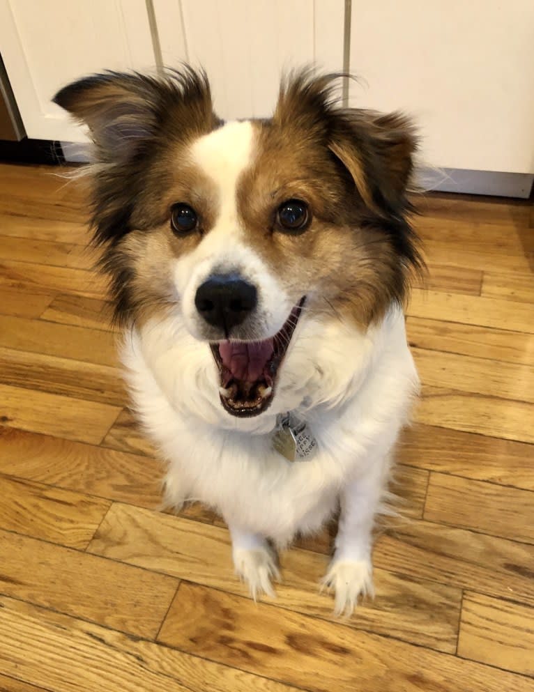 Cooper, an Australian Cattle Dog and Shih Tzu mix tested with EmbarkVet.com