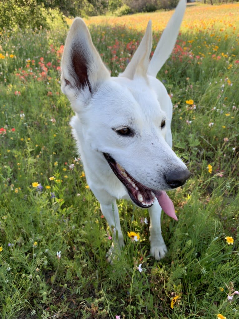 Chester, a Siberian Husky and American Pit Bull Terrier mix tested with EmbarkVet.com