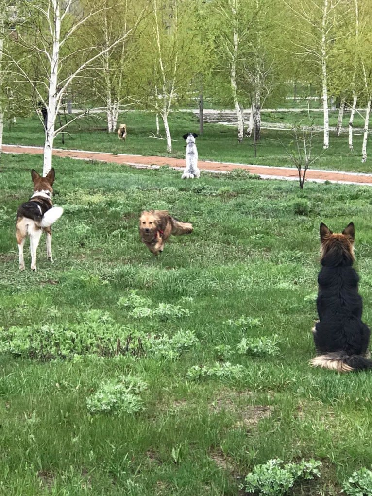 Julia, a Central Asian Village Dog tested with EmbarkVet.com