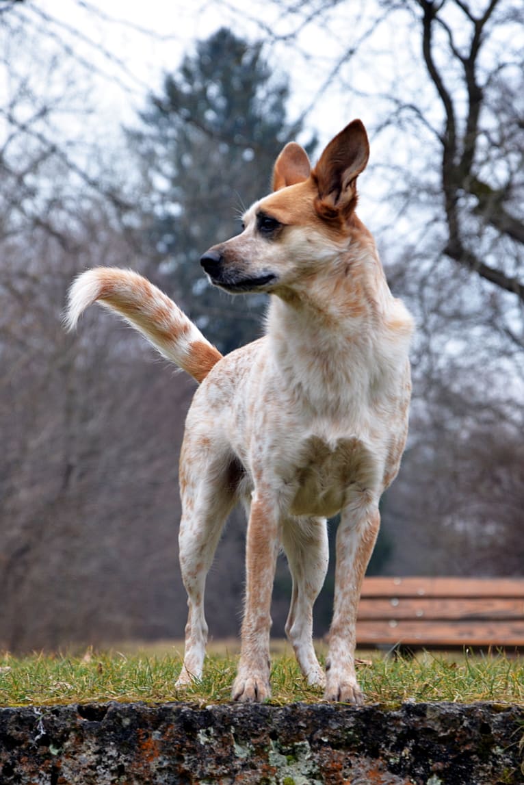 Juni, an European Village Dog tested with EmbarkVet.com