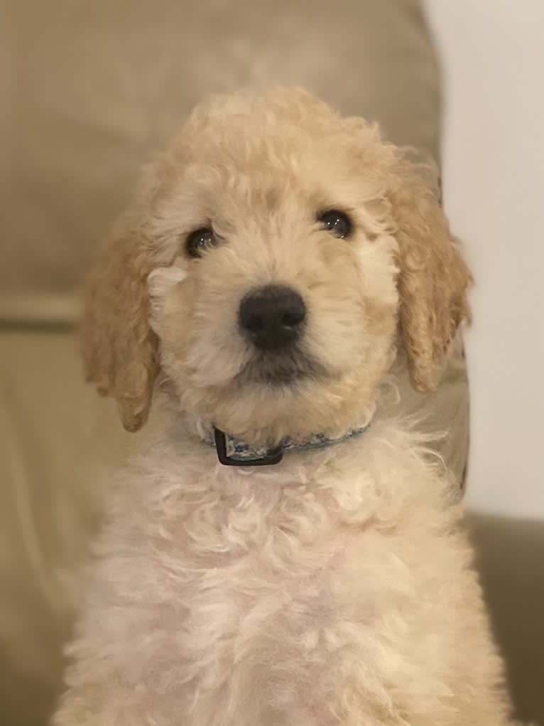 Jane, a Goldendoodle tested with EmbarkVet.com