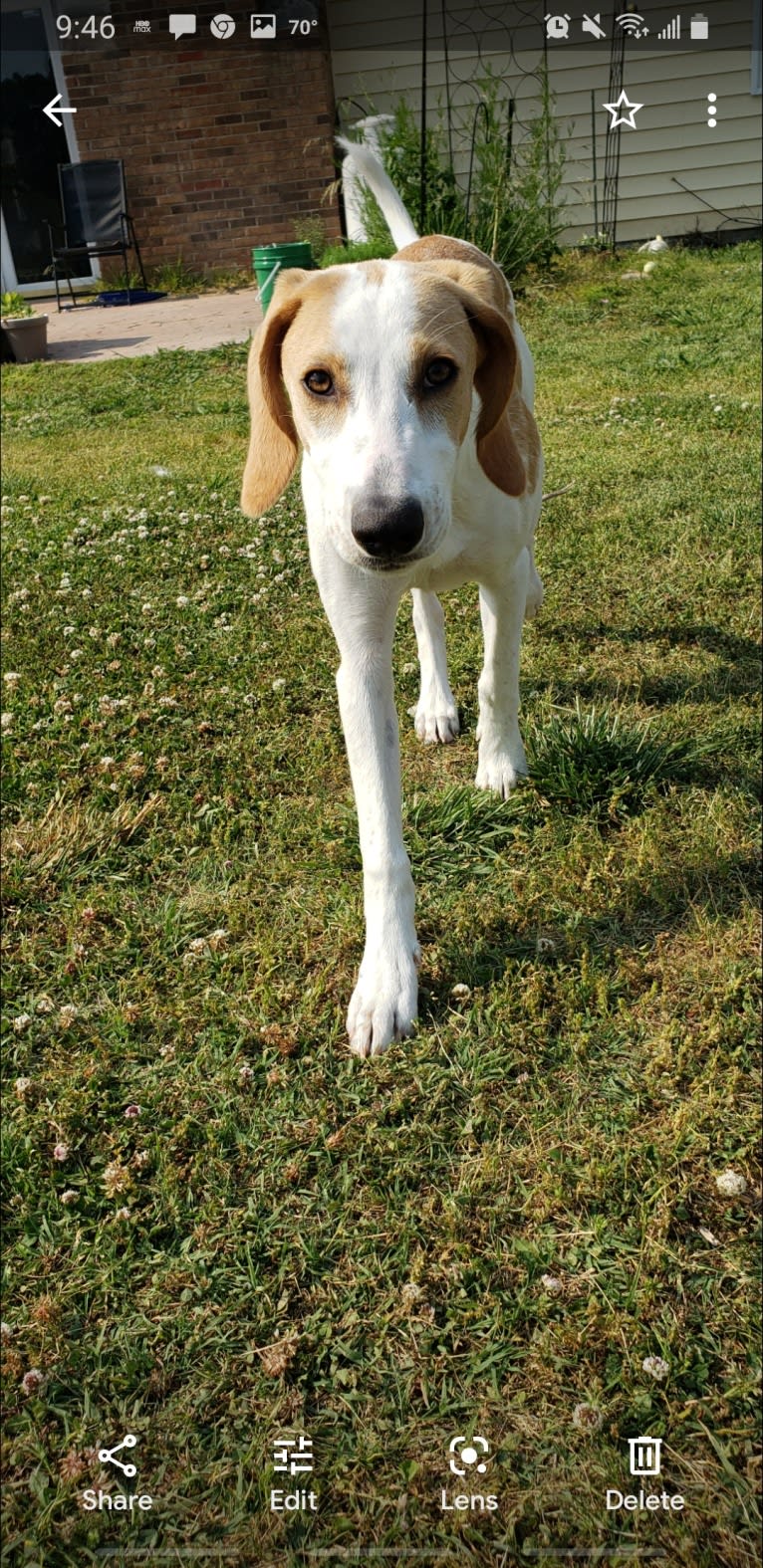 Hazel Mae, an American Foxhound tested with EmbarkVet.com