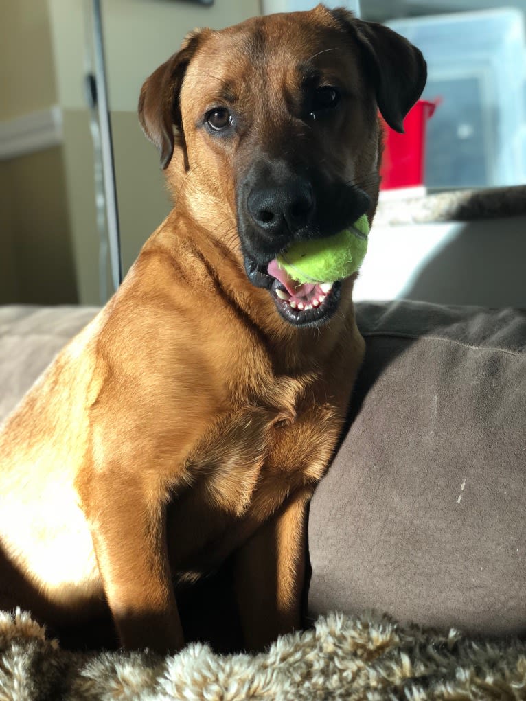 Copper, a Rottweiler and American Pit Bull Terrier mix tested with EmbarkVet.com