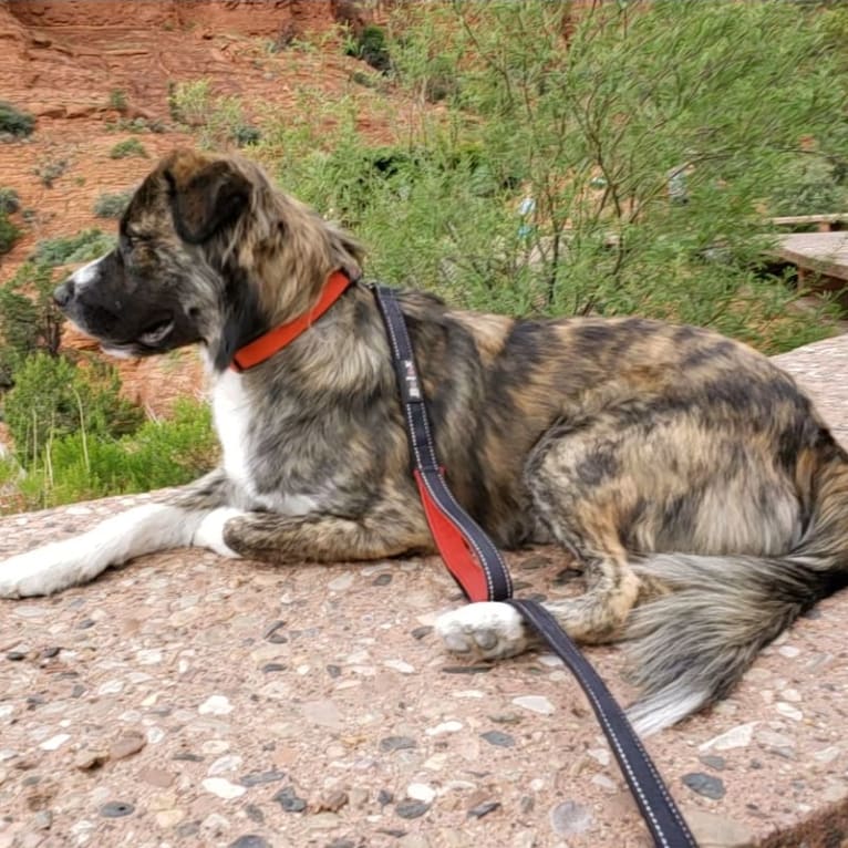 Ziggy, an American Pit Bull Terrier and Great Pyrenees mix tested with EmbarkVet.com