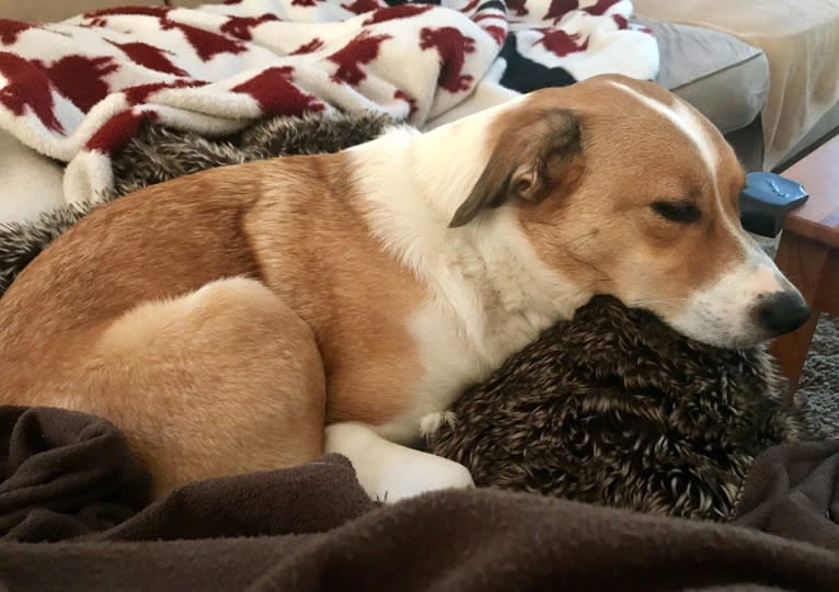 Mabel, an Australian Cattle Dog and Chow Chow mix tested with EmbarkVet.com